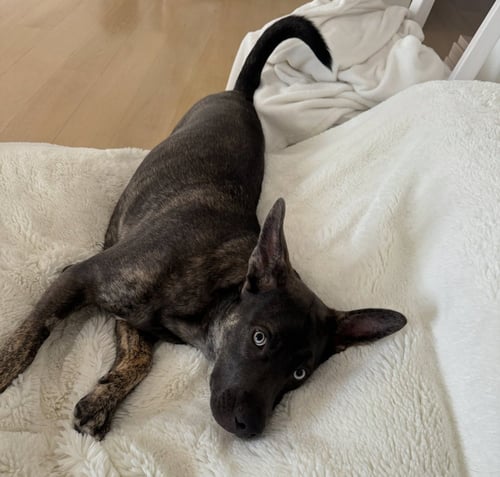 BELLA - Shepherd available for adoption