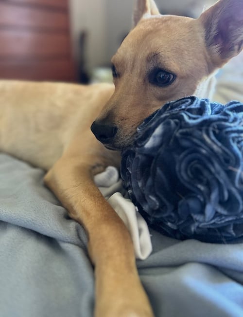 BO - Terrier / Boxer available for adoption