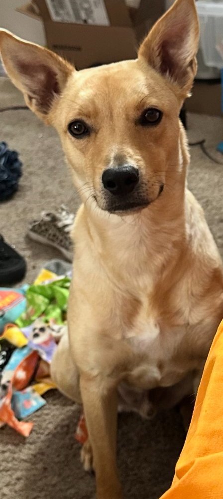 BO - Terrier / Boxer available for adoption