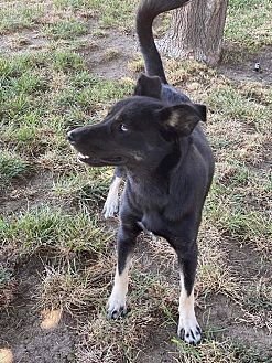 SARAH - Husky / Shepherd available for adoption