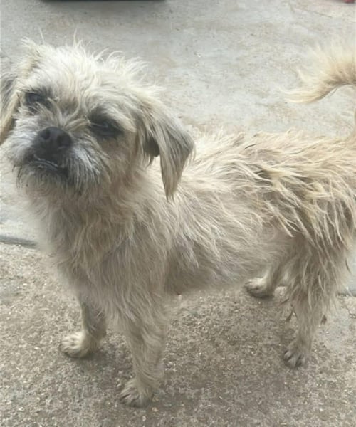 LAILA - Shih Tzu / Terrier available for adoption