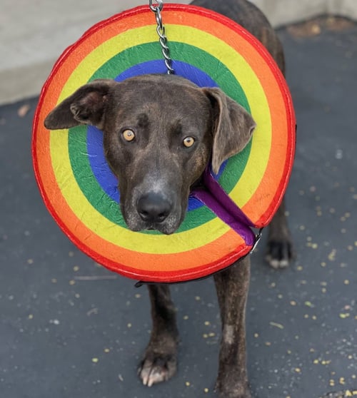 JACOB - Labrador Retriever / Weimaraner available for adoption