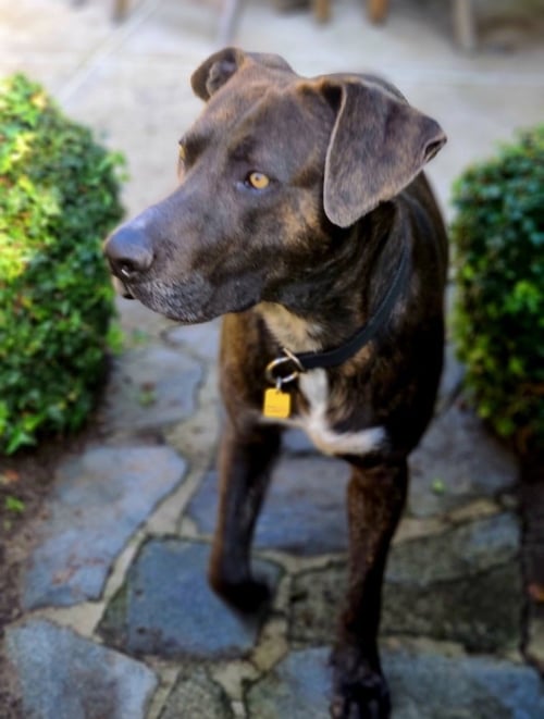 JACOB - Labrador Retriever / Weimaraner available for adoption