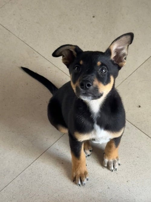 KOA