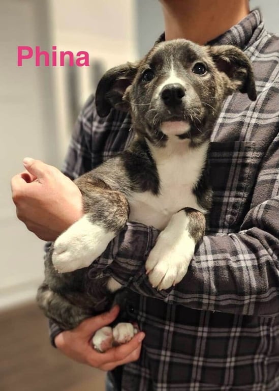 Phina Image