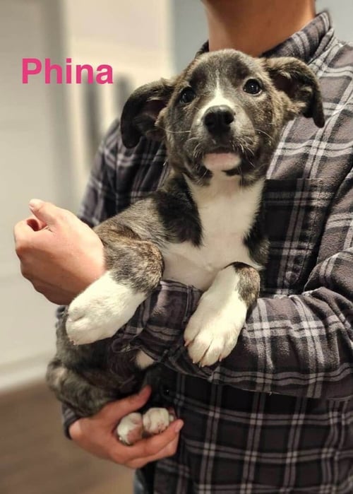 PHINA - Border Collie / Boxer available for adoption