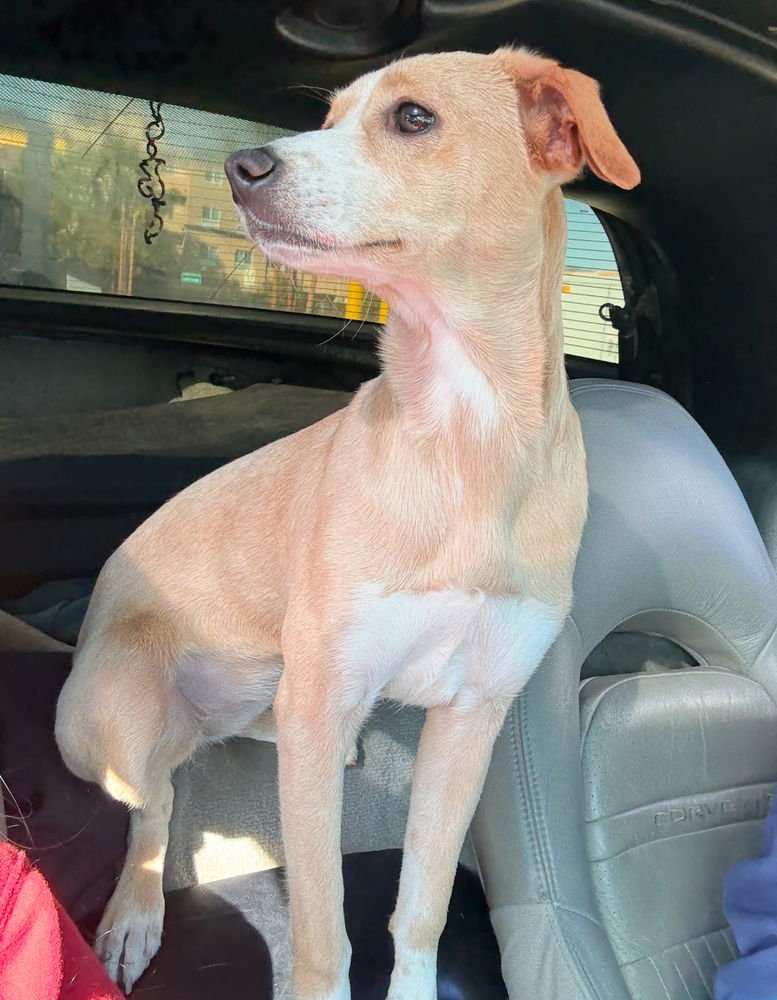 COREY - Italian Greyhound / Whippet available for adoption