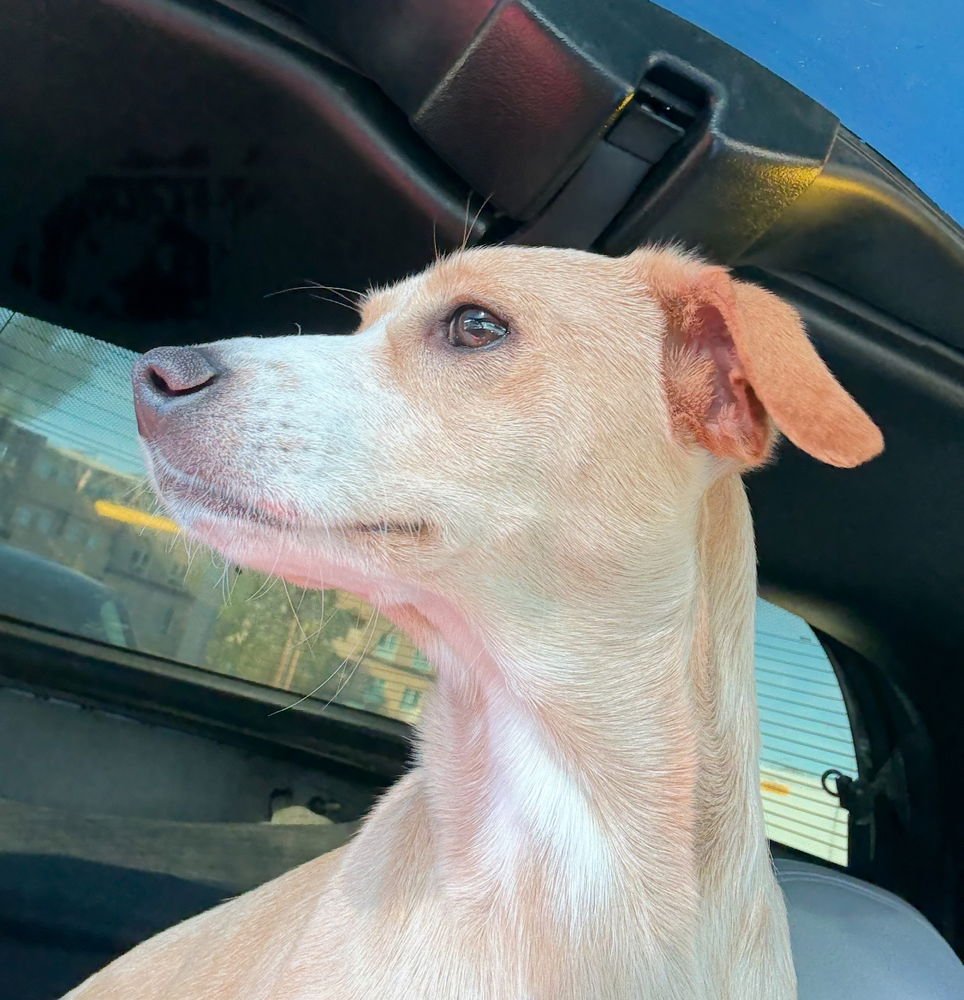 COREY - Italian Greyhound / Whippet available for adoption