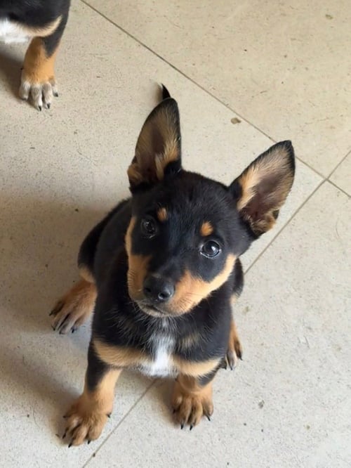 KARIS - Cattle Dog / Shepherd available for adoption