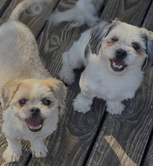 BAILEY - Shih Tzu available for adoption