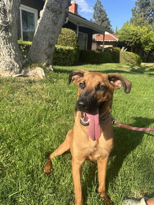 ROCKY - German Shepherd Dog available for adoption