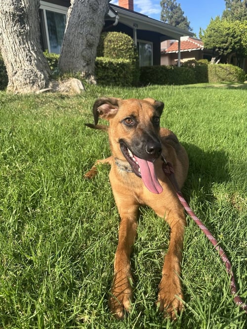 ROCKY - German Shepherd Dog available for adoption