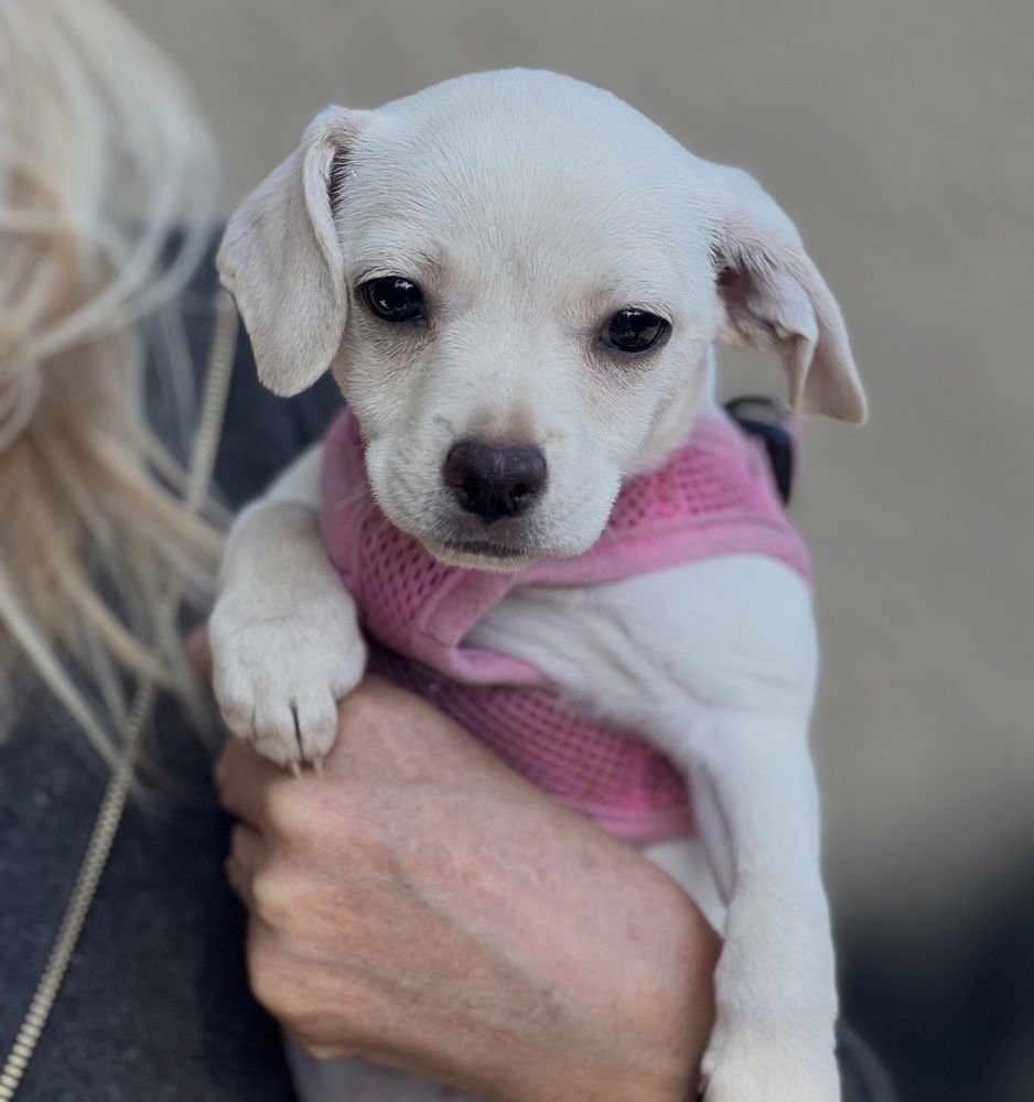 WINNIE - Chihuahua / Terrier available for adoption