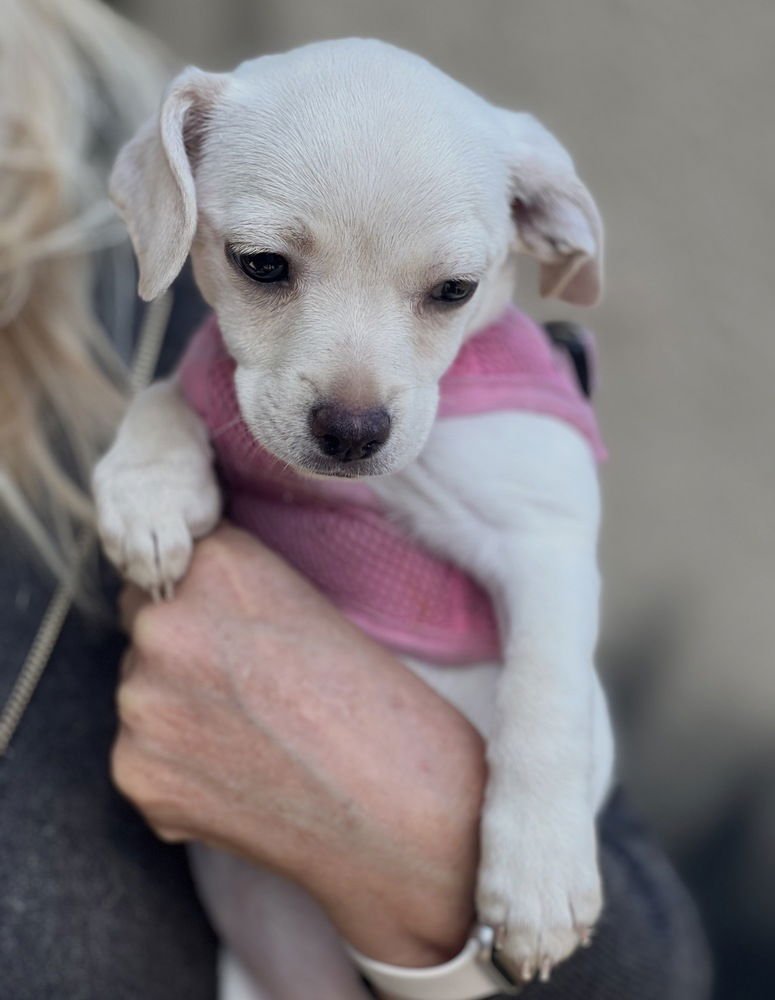 WINNIE - Chihuahua / Terrier available for adoption