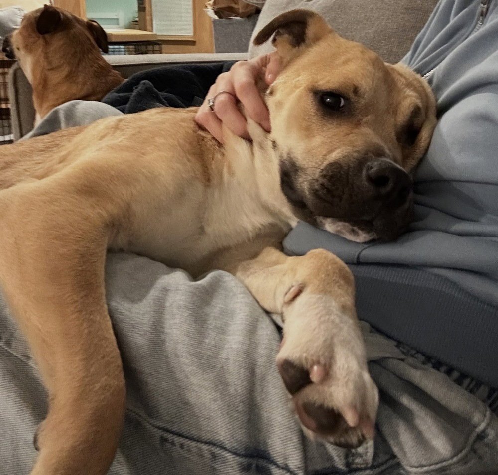 HAPPY - American Staffordshire Terrier available for adoption