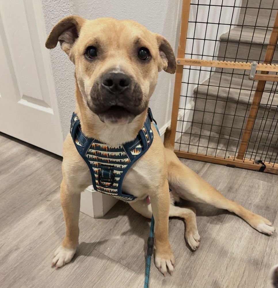 HAPPY - American Staffordshire Terrier available for adoption