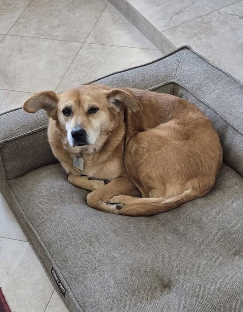 AMBER - Toy Fox Terrier / Shepherd available for adoption