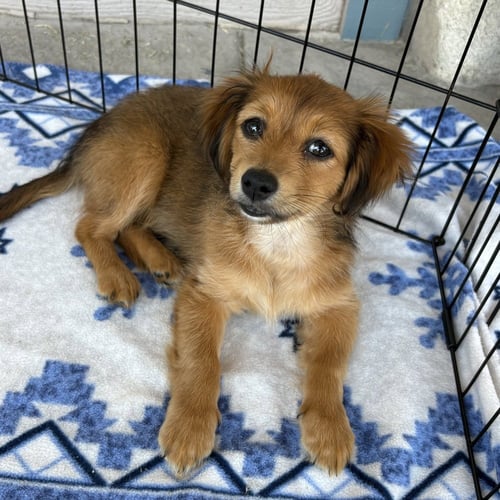 LOLLI - Dachshund / Pekingese available for adoption