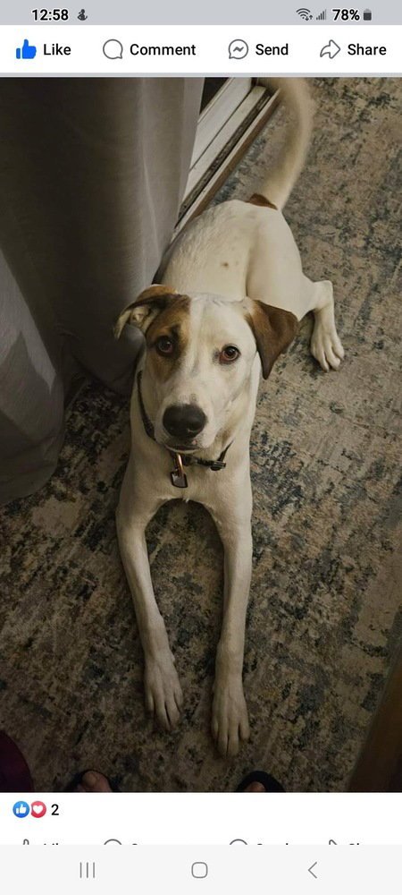 ROCK - Jack Russell Terrier / Pit Bull Terrier available for adoption