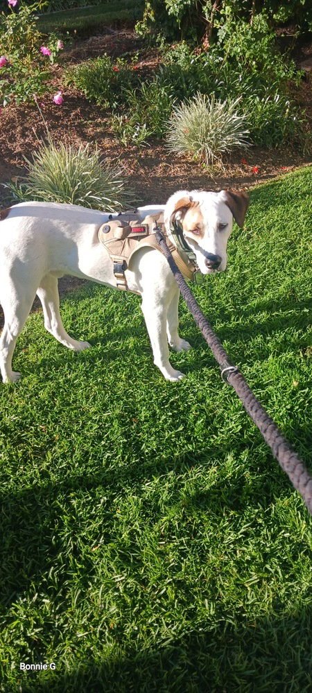 ROCK - Jack Russell Terrier / Pit Bull Terrier available for adoption