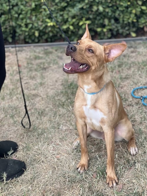 LINUS - Labrador Retriever / Shepherd available for adoption