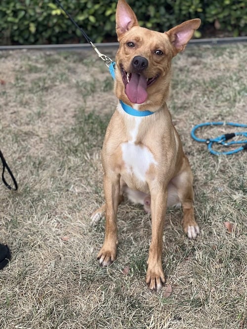LINUS - Labrador Retriever / Shepherd available for adoption