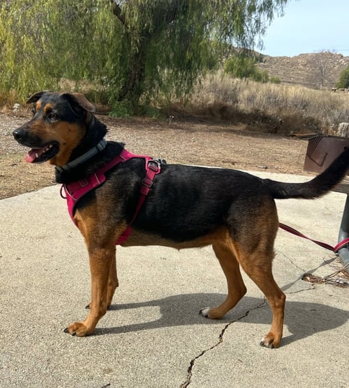 RUNI - Shepherd available for adoption