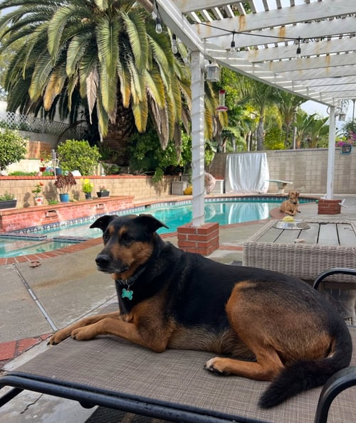 RUNI - Shepherd available for adoption