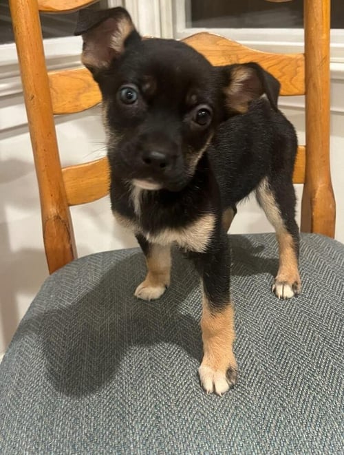 STITCH - Shepherd available for adoption
