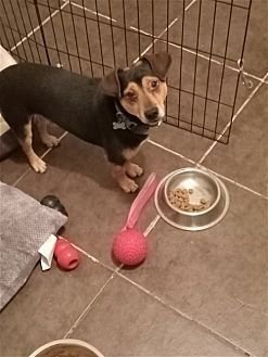 GRADY - Beagle / Miniature Pinscher available for adoption