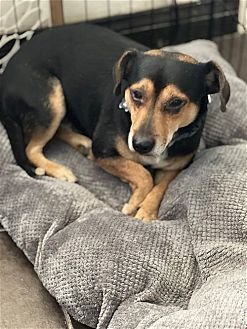 GRADY - Beagle / Miniature Pinscher available for adoption