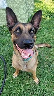 SOPHIA - Belgian Shepherd Malinois available for adoption