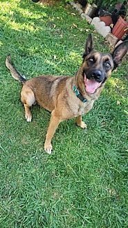 SOPHIA - Belgian Shepherd Malinois available for adoption