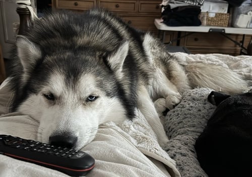 TOGO - Husky available for adoption
