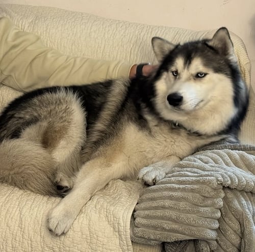 TOGO - Husky available for adoption