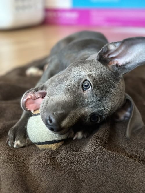 SELENE - American Pit Bull Terrier available for adoption