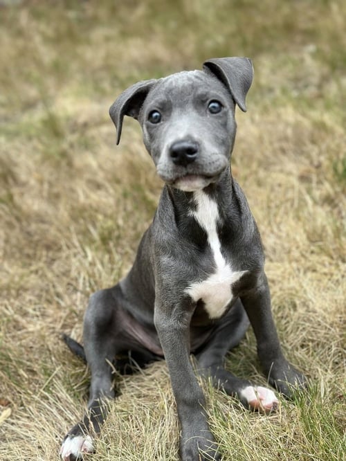 SELENE - American Pit Bull Terrier available for adoption