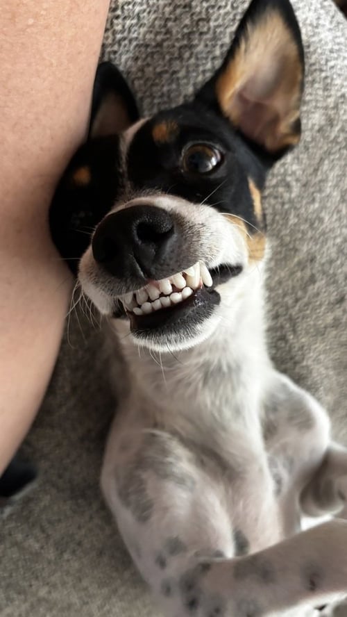 PETE - Jack Russell Terrier available for adoption