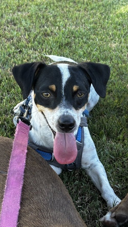 PETE - Jack Russell Terrier available for adoption