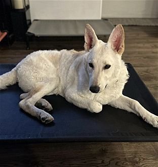 EVEREST - German Shepherd Dog / German Shepherd Dog available for adoption