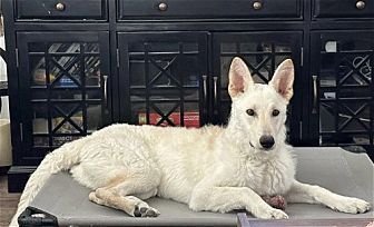 EVEREST - German Shepherd Dog / German Shepherd Dog available for adoption