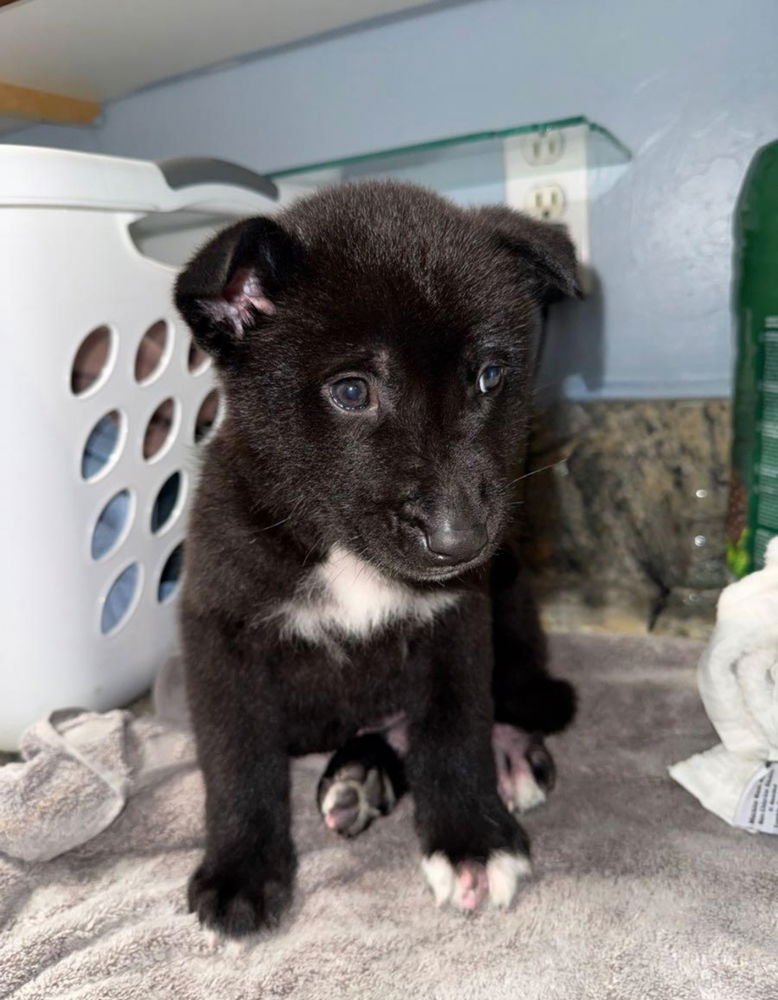 ATLAS (FORMERLY BEAR)