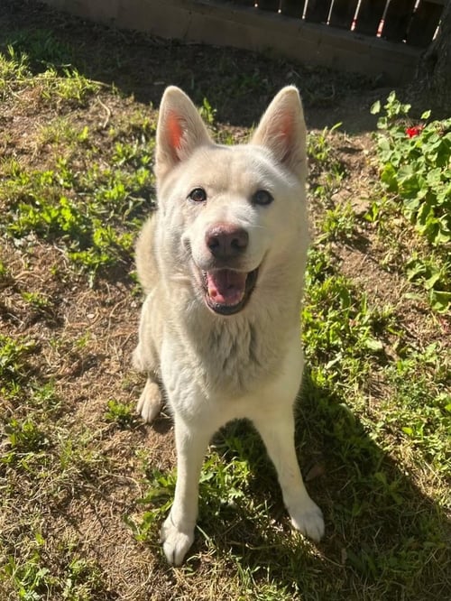 STELLA - Shepherd / Husky available for adoption