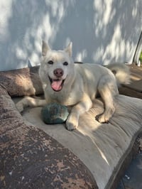 Stella - Photo 3