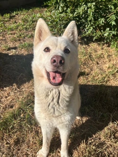 STELLA - Shepherd / Husky available for adoption