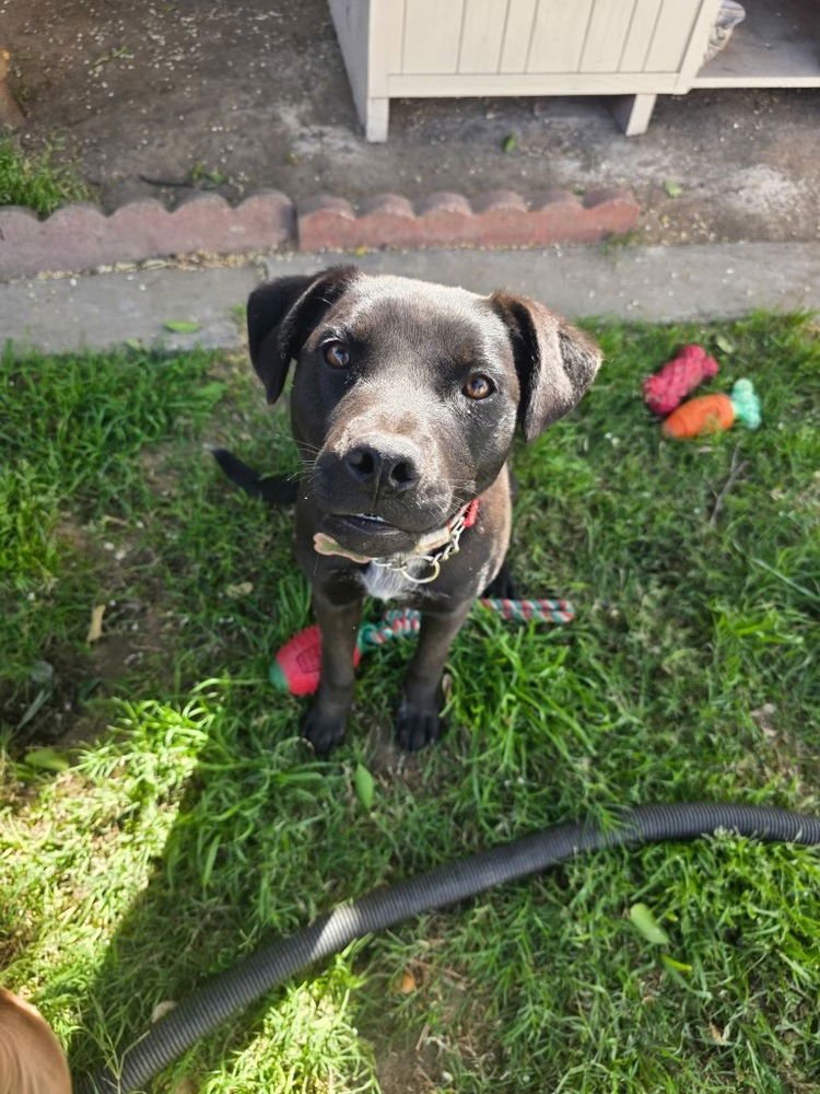 MILA - Labrador Retriever available for adoption