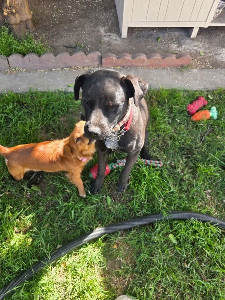 MILA - Labrador Retriever available for adoption