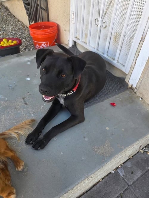 MILA - Labrador Retriever available for adoption