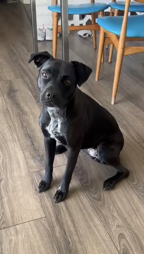 MILA - Labrador Retriever available for adoption