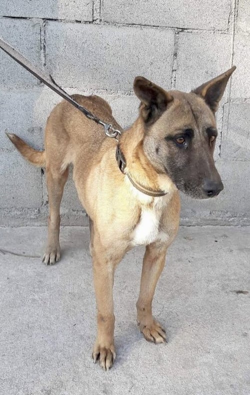 ARIA - Labrador Retriever / Shepherd available for adoption